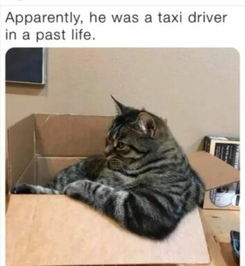 40 Funny Cat Memes That Will Make Your Day Purr-Fectly Amusing (June 18 ...