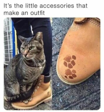 40 Funny Cat Memes That Will Make Your Day Purr-Fectly Amusing (June 18 ...