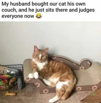 40 Funny Cat Memes That Will Make Your Day Purr-Fectly Amusing (June 18 ...