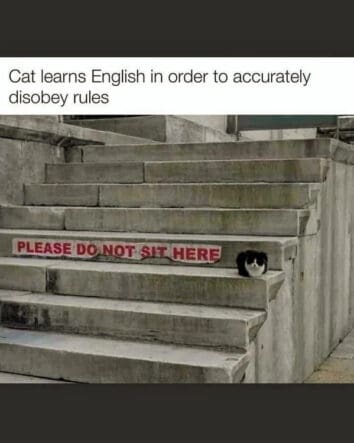 40 Funny Cat Memes That Will Make Your Day Purr-Fectly Amusing (June 18 ...