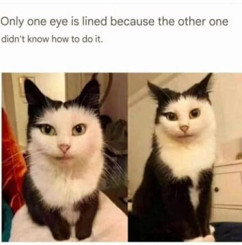 40 Funny Cat Memes That Will Make Your Day Purr-Fectly Amusing (June 18 ...