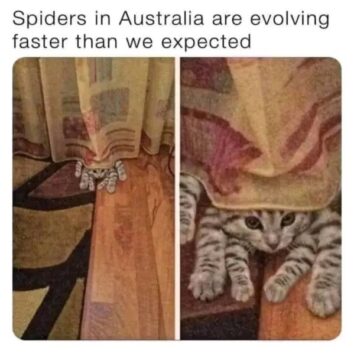 40 Funny Cat Memes That Will Make Your Day Purr-Fectly Amusing (June 18 ...