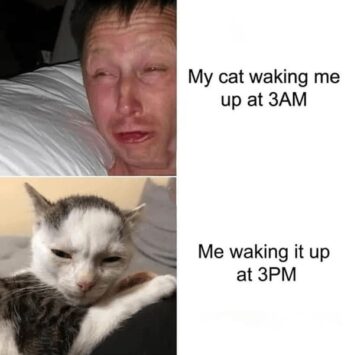 45 Funny Cat Memes That Will Have You Feline Fine All Week June 4 2024 45-funny-cat-memes-that-will-have-you-feline-fine-all-week-june-4-2024