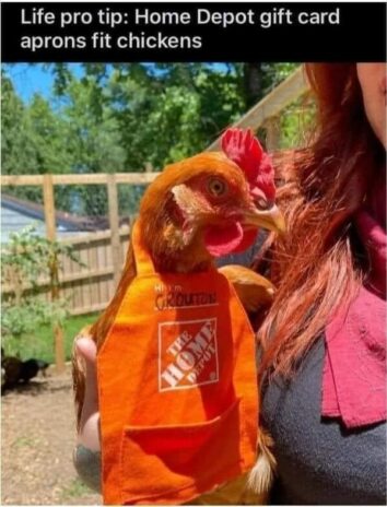 45 Adorably Funny Animal Memes That Made Our Week Brighter (July 19, 2024)