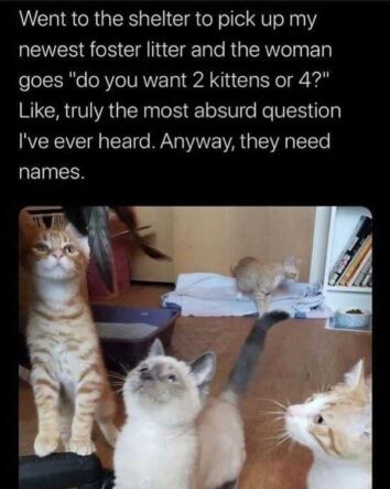 45 Funny Cat Memes For Your Weekly Dose Of Feline Funnies (July 16, 2024)