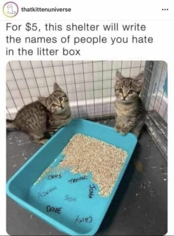45 Funny Cat Memes For Your Weekly Fix Of Feline Funnies (July 2, 2024)