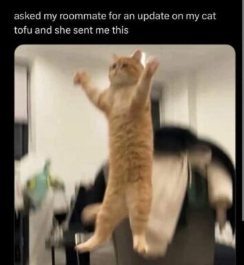 45 Funny Cat Memes For Your Weekly Fix Of Feline Funnies (July 2, 2024)