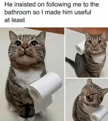 45 Funny Cat Memes For Your Weekly Fix Of Feline Funnies (July 2, 2024)