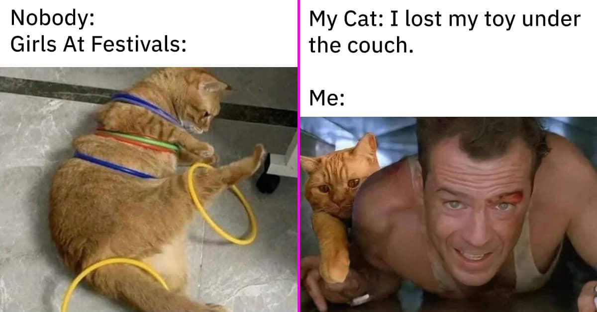 45 Funny Cat Memes For Your Weekly Fix Of Feline Funnies (July 2, 2024)