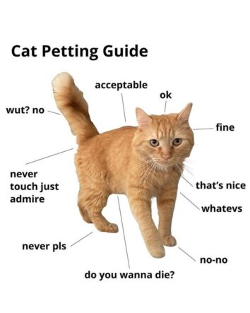 40 Funny Cat Memes For Your Weekly Dose Of Feline Funnies (August 13, 2024)