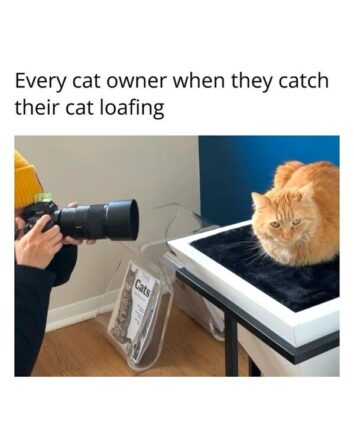 40 Funny Cat Memes For Your Weekly Dose Of Feline Funnies (August 13, 2024)