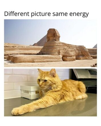 40 Funny Cat Memes For Your Weekly Dose Of Feline Funnies (August 13, 2024)