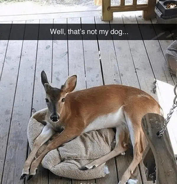 funny-animal-memes-9-13-24-21.webp
