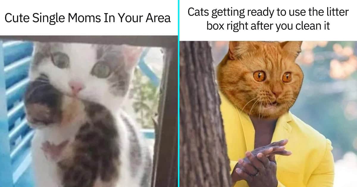 Internet Memes 2024