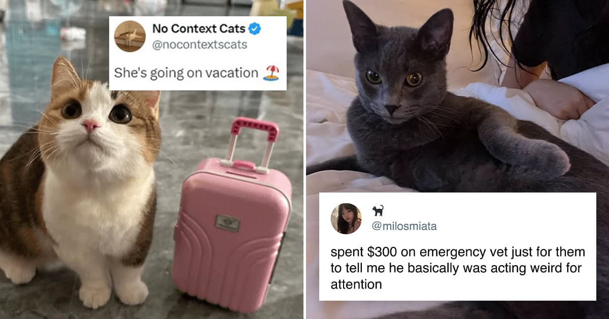 35 Funniest Cat Tweets Of The Week That Prove Cats Run The