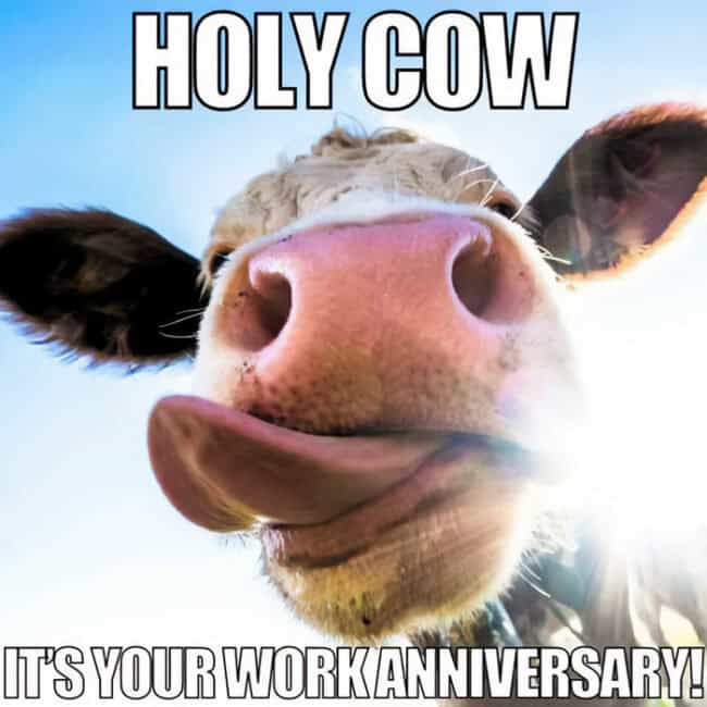 Hilarious Work Anniversary Meme