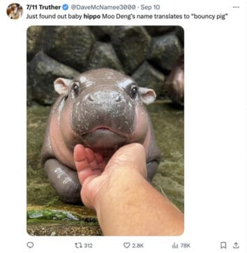 40 Funny Moo Deng Memes That Show Why This Baby Hippo Is Everyone's