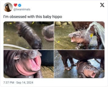 Boo Deng Meme 40 Funny Moo Deng Memes That Show Why This Baby Hippo Is Everyone's ...