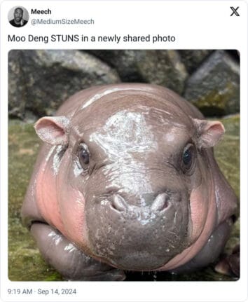 40 Funny Moo Deng Memes That Show Why This Baby Hippo Is Everyone's