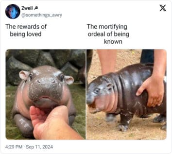 Boo Deng Meme 40 Funny Moo Deng Memes That Show Why This Baby Hippo Is Everyone's ...