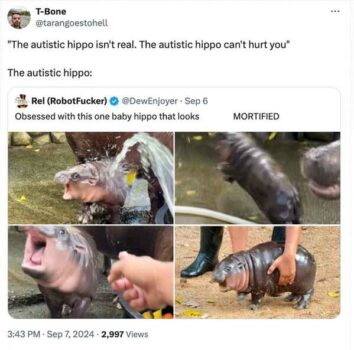 40 Funny Moo Deng Memes That Show Why This Baby Hippo Is Everyone's
