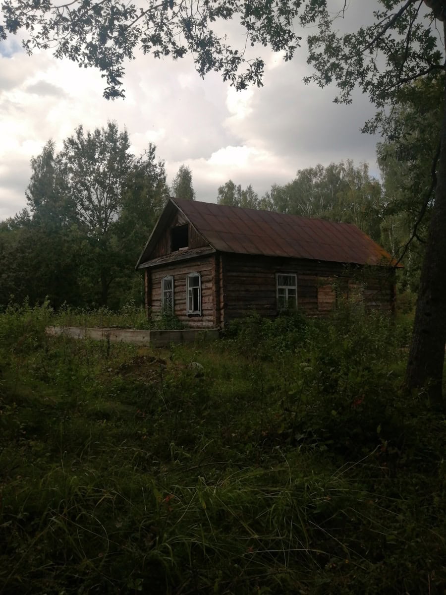 An old wooden house in a field of tall grass