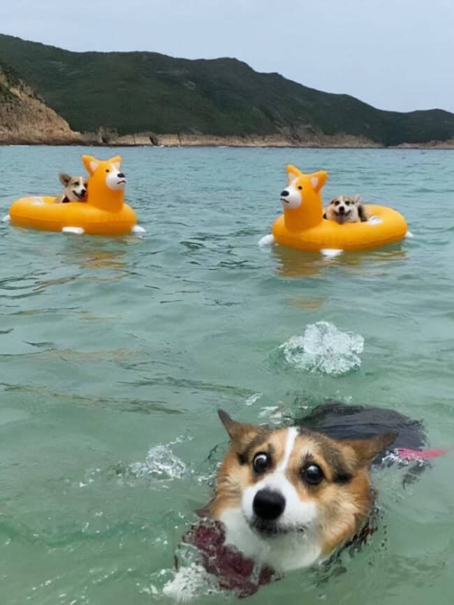 Random Fun Animals 45 Funny Pictures Of Animals Doing The Most Random Things