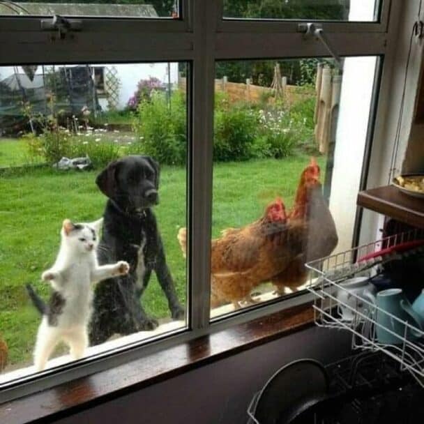 45 Funny Pictures Of Animals Doing The Most Random Things