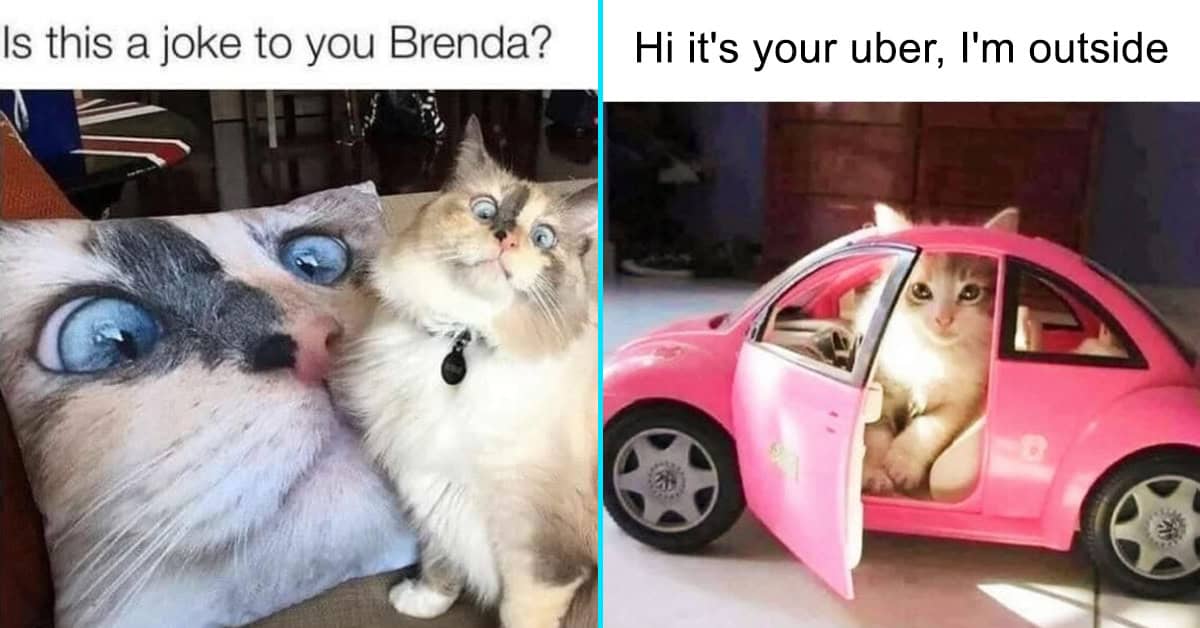 Pin By Ester Jackson On Funny Funny Cat Memes Cat Memes Funny Cats