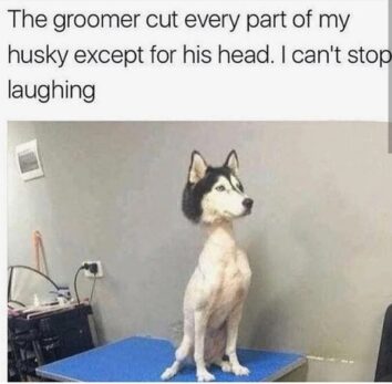 50 Funny Dog Memes For When You Need A Mood Boost