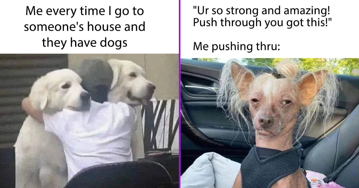 50 Funny Dog Memes For When You Need A Mood Boost