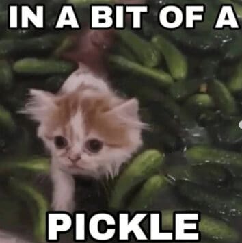 35 Funny Pickle Memes To Get You In A Briny Good Mood