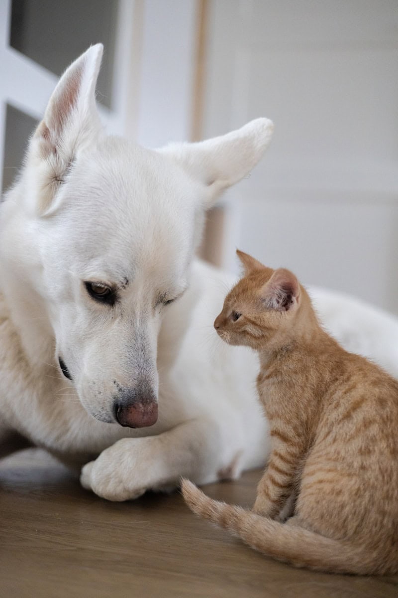 A dog and a cat sitting on the floor