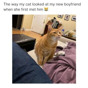 50 Funny Cat Memes That Confirm Cats Are The Funniest Little Menaces ...