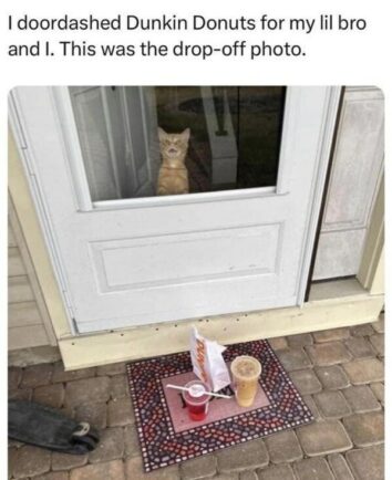 50 Funny Cat Memes That Confirm Cats Are The Funniest Little Menaces ...