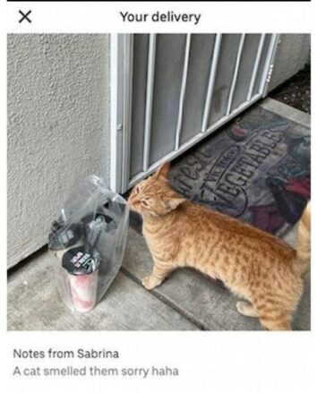 50 Funny Cat Memes That Confirm Cats Are The Funniest Little Menaces ...