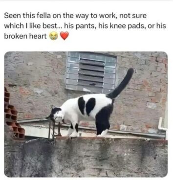 50 Funny Cat Memes That Confirm Cats Are The Funniest Little Menaces ...