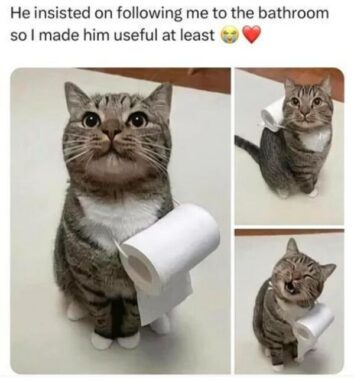 50 Funny Cat Memes That Confirm Cats Are The Funniest Little Menaces ...