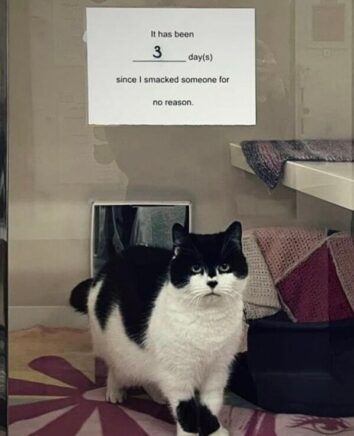 50 Funny Cat Memes That Confirm Cats Are The Funniest Little Menaces ...