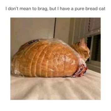 50 Funny Cat Memes That Confirm Cats Are The Funniest Little Menaces ...