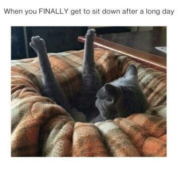 50 Funny Cat Memes That Confirm Cats Are The Funniest Little Menaces ...