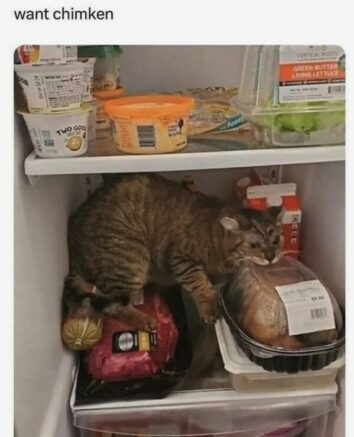 50 Funny Cat Memes That Confirm Cats Are The Funniest Little Menaces ...