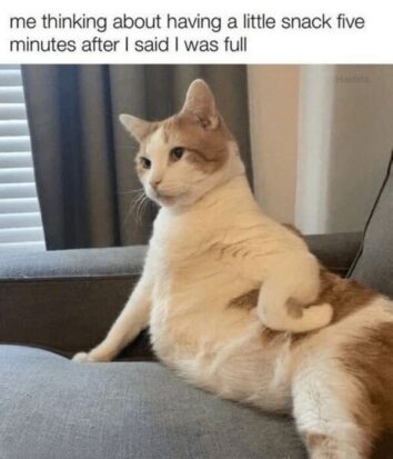 50 Funny Cat Memes That Confirm Cats Are The Funniest Little Menaces ...