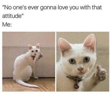 50 Funny Cat Memes That Confirm Cats Are The Funniest Little Menaces ...
