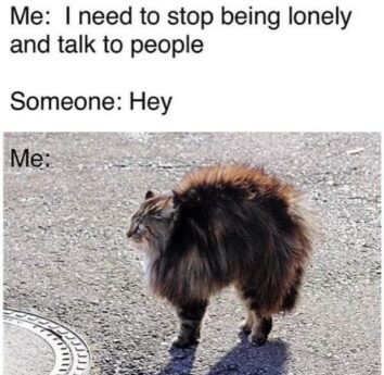 50 Funny Cat Memes That Confirm Cats Are The Funniest Little Menaces ...