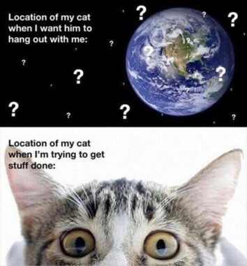 50 Funny Cat Memes That Confirm Cats Are The Funniest Little Menaces ...