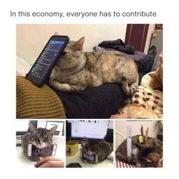 50 Funny Cat Memes That Confirm Cats Are The Funniest Little Menaces ...