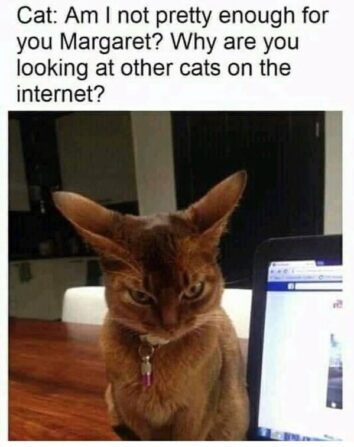 50 Funny Cat Memes That Confirm Cats Are The Funniest Little Menaces ...