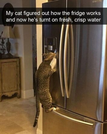 50 Funny Cat Memes That Confirm Cats Are The Funniest Little Menaces ...