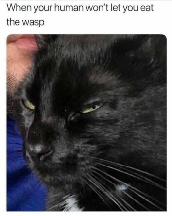 50 Funny Cat Memes That Confirm Cats Are The Funniest Little Menaces ...